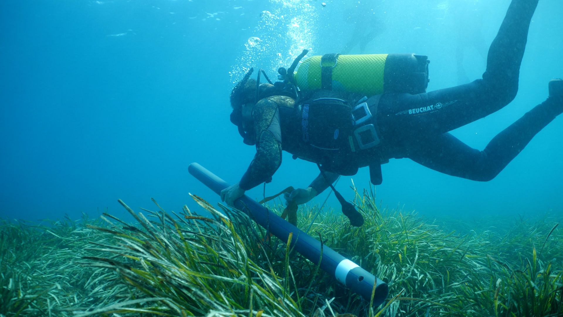 La posidonia de Illetes tiene 2.355 años