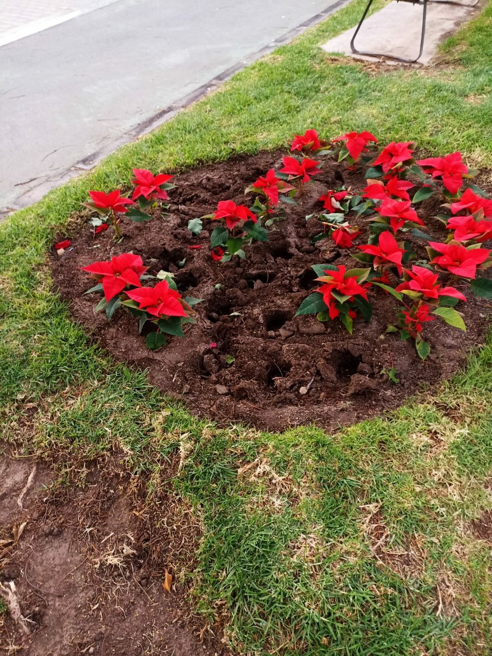 El Ayuntamiento repone las 500 pascuas robadas de jardineras y maceteros de la ciudad