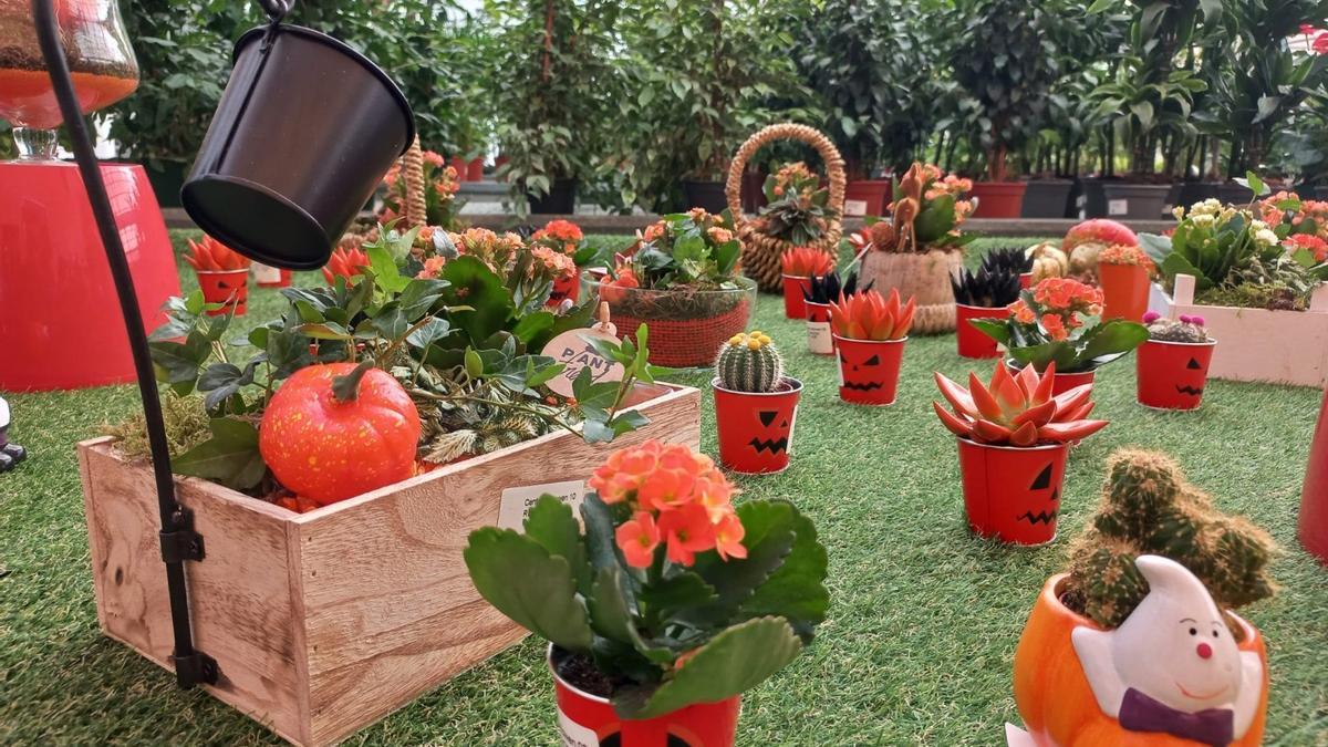El vivero municipal de Torremolinos oferta plantas y centros de temática 'Halloween' en una campaña especial