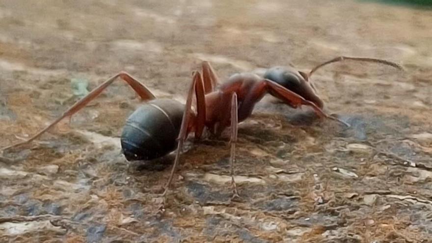 El «hombre del bosque» explica cómo las hormigas protegen y expanden el pulgón - Faro de Vigo
