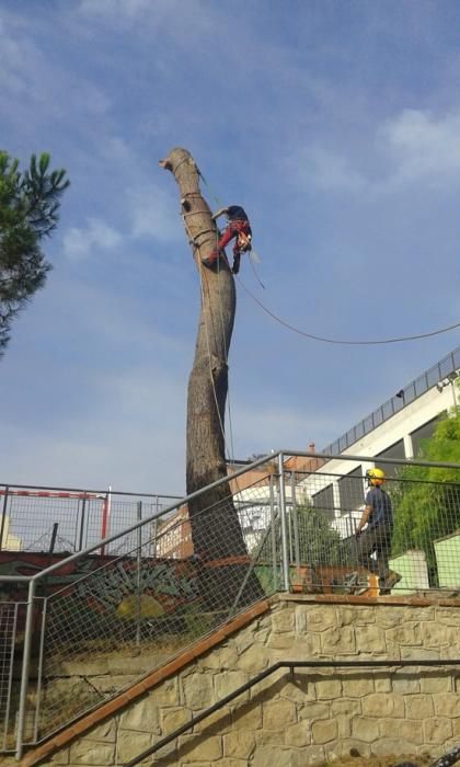 Tala d''arbres a la Renaixença