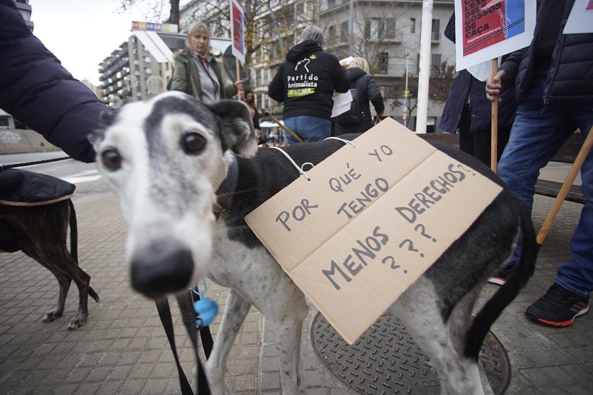 Un dels gossos de la concentració de PACMA a Girona.