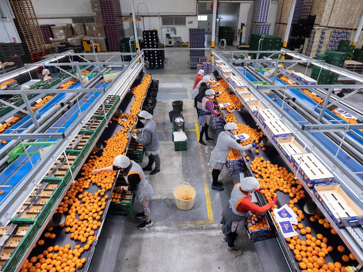 Trabajadoras en un almacén de naranjas.