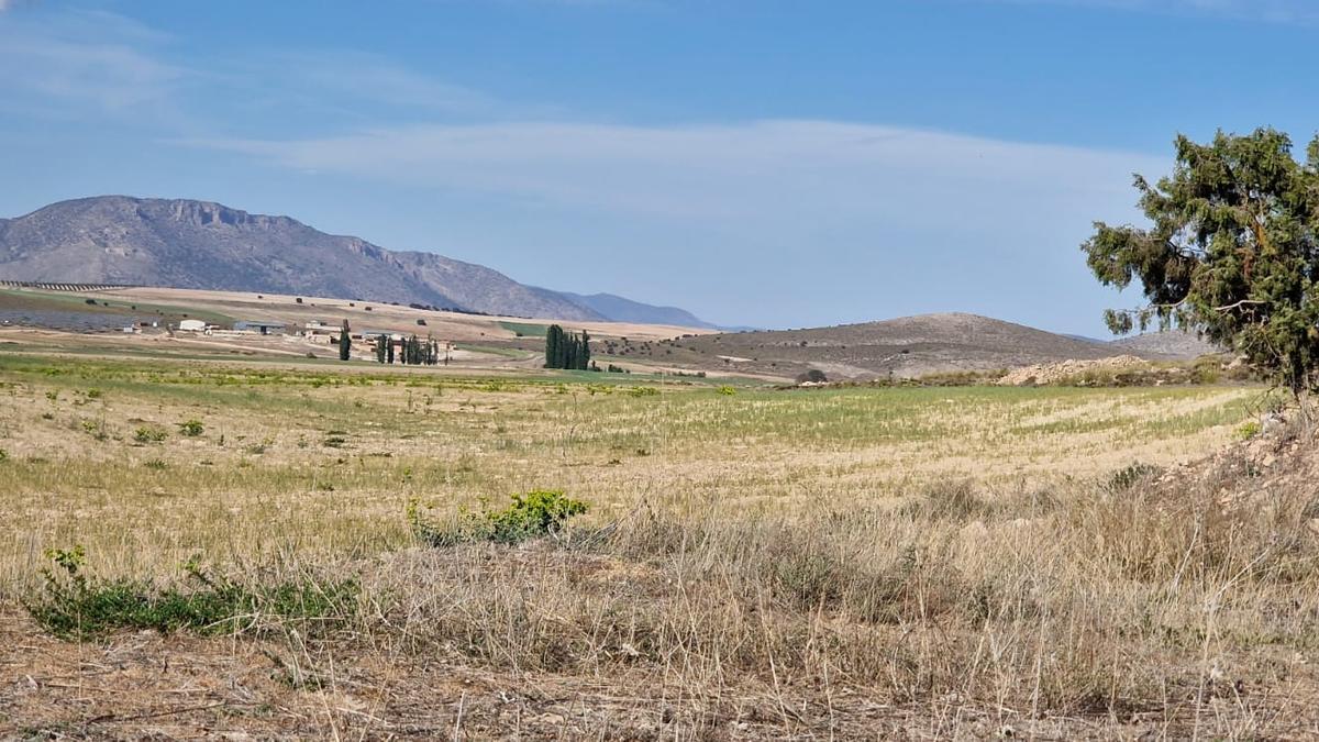 Efectos de la sequía sobre cultivos de cereal y montes en la Junquera, El Moralejo (Caravaca de la Cruz).