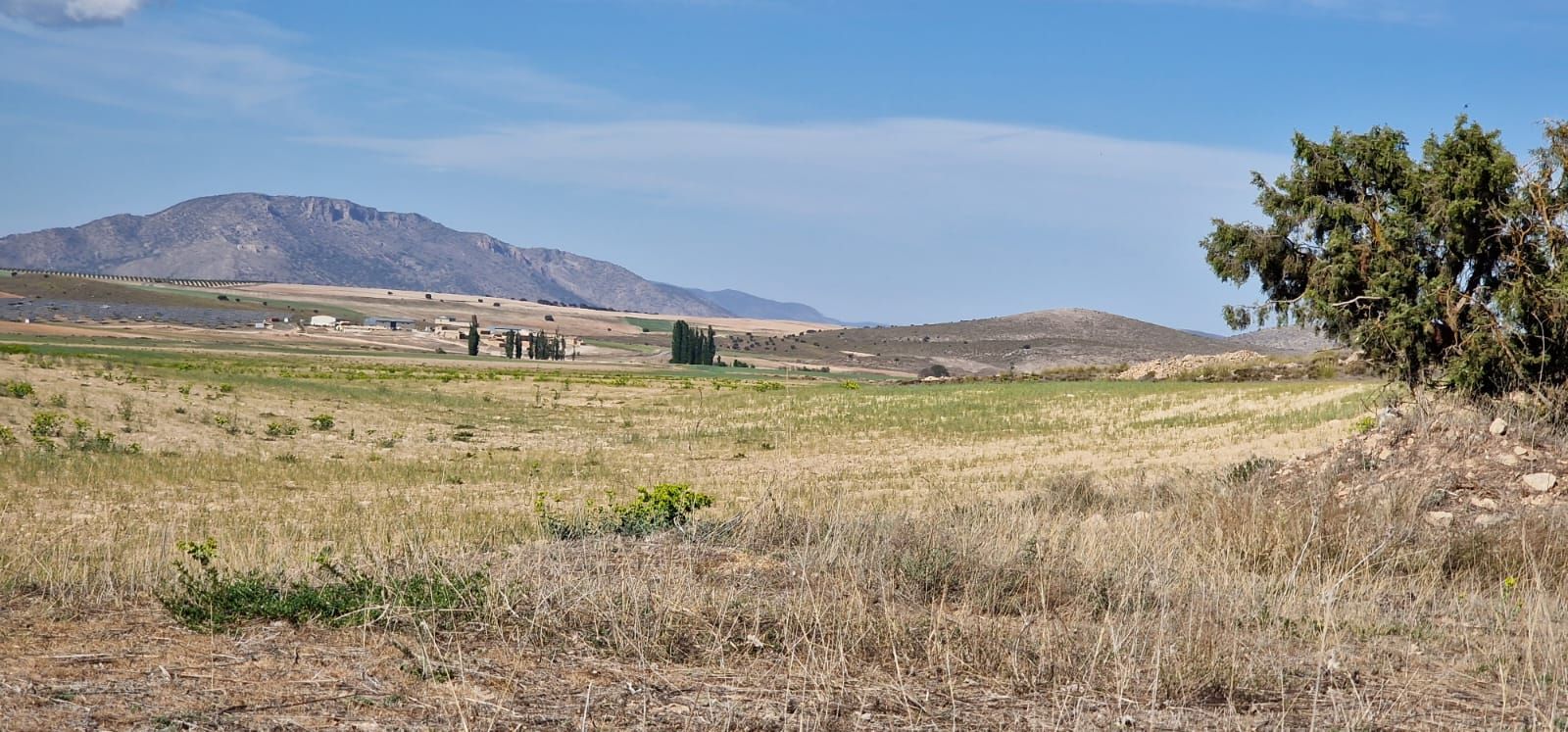 Efectos de la sequía sobre cultivos de cereal y montes en la Junquera, El Moralejo (Caravaca de la Cruz).