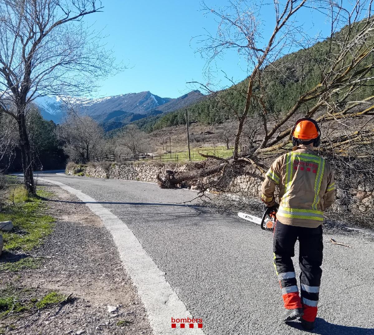 Un arbre caigut a la zona de vall del Bastareny, al Berguedà