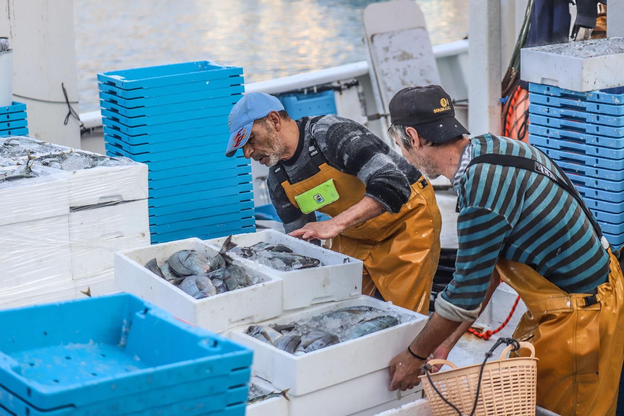 La subasta de la nueva lonja pesquera de Torrevieja se estrena con la venta de 13.000 kilos de boquerón y sardina