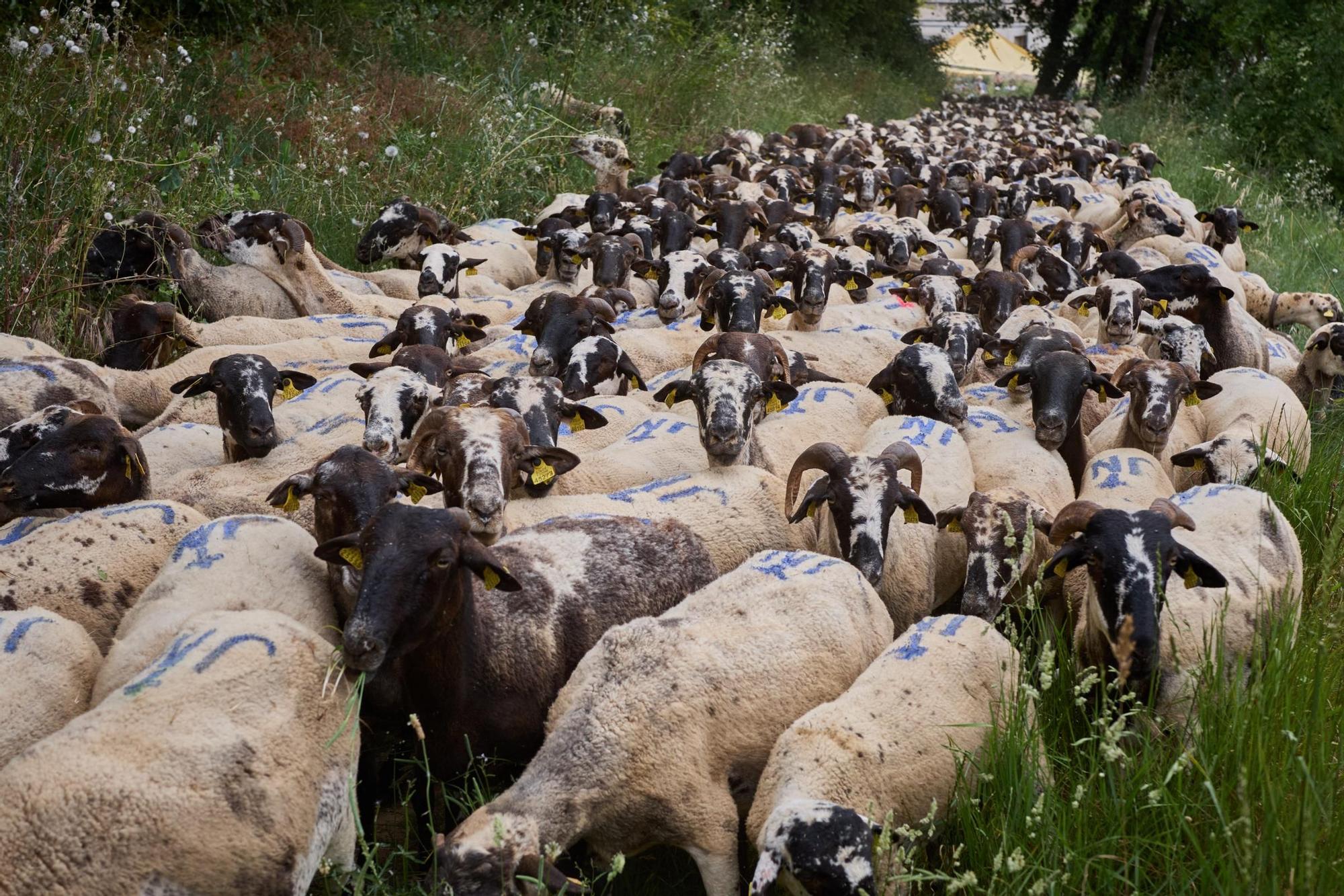 Les fotos de la transhumància del ramat d'ovelles d'Arnau Rubio a Crespià