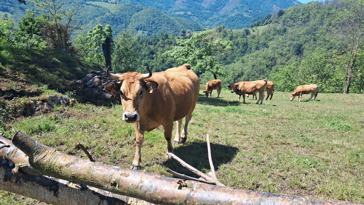 Reses pastando cerca de Cabañaquinta a la espera del traslado a San Isidro.