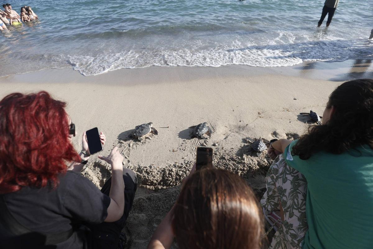 Imágenes de la liberación de 39 tortugas en Can Pere Antoni