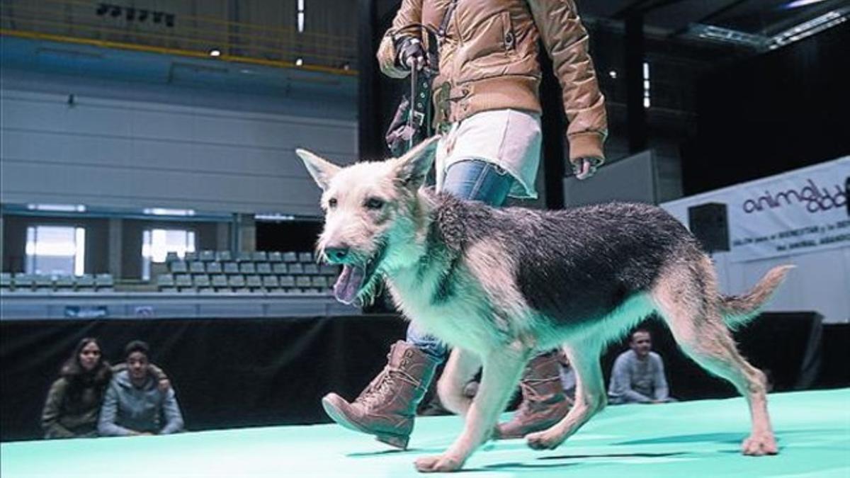 Un perro en adopción desfila en el salón Animaladda, ayer.