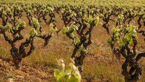 Cepas de la uva acenstral Moneu, plantadas por Familia Torres en el Penedès.