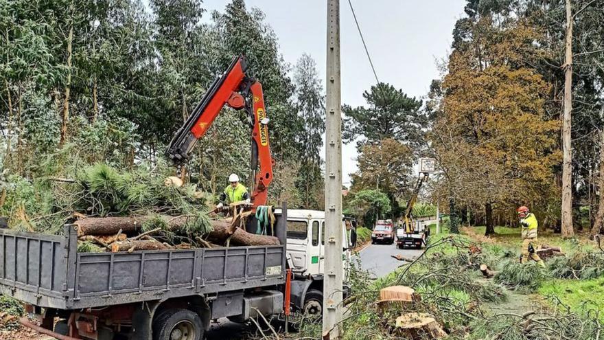 Retiran un pino centenario por riesgo de caída por el viento