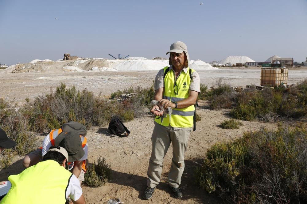 El Ayuntamiento de Torrevieja y la Conselleria de Medio Ambiente realizaron el anillamiento anual de la colonia de gaviotas establecida en el saladar de la laguna de Torrevieja con la ayuda de 30 volu