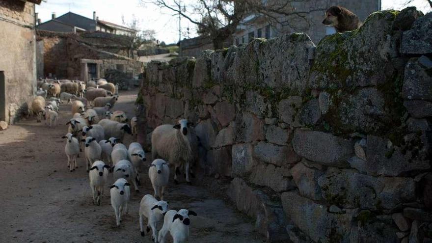 Ataques de carroñeros: &quot;La fauna está hambrienta&quot;