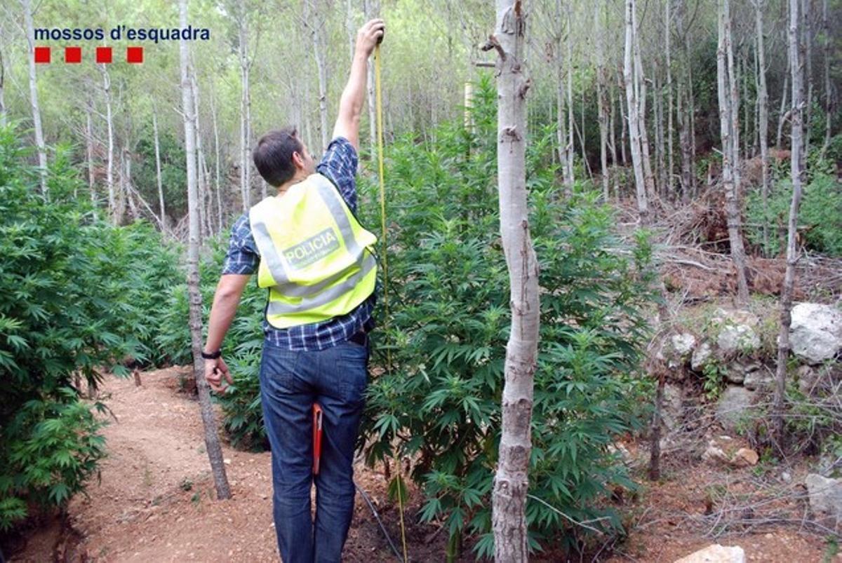 Plantació de marihuana confiscada als dos agents rurals.