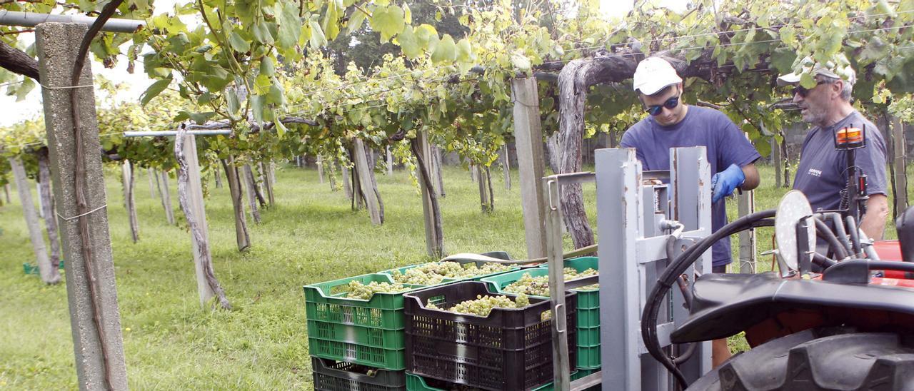 Las primeras cajas de uva de la temporada ya están en bodega. |   //  NOÉ PARGA