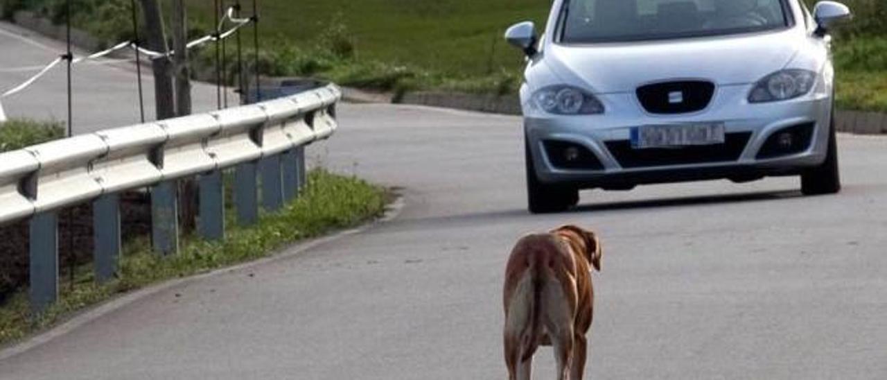 Un perro abandonado frente a un coche.