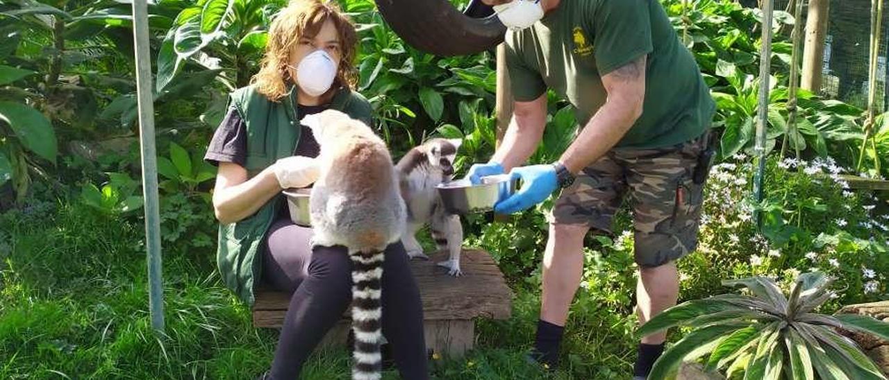 Ruth Gordón y Gonzalo Rubio dan de comer a dos lémures en el zoo El Bosque.