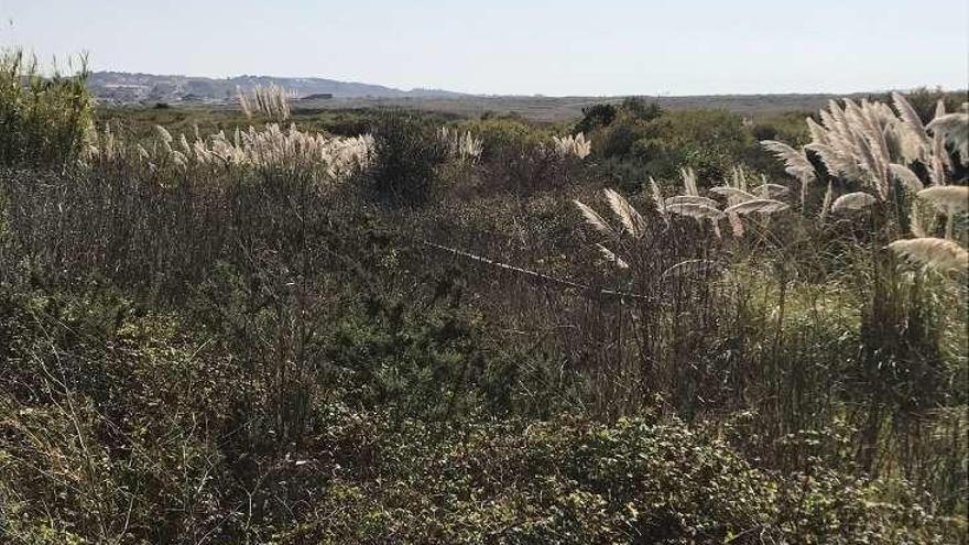 La hierba de la Pampa en las dunas de A Lanzada. // Muñiz