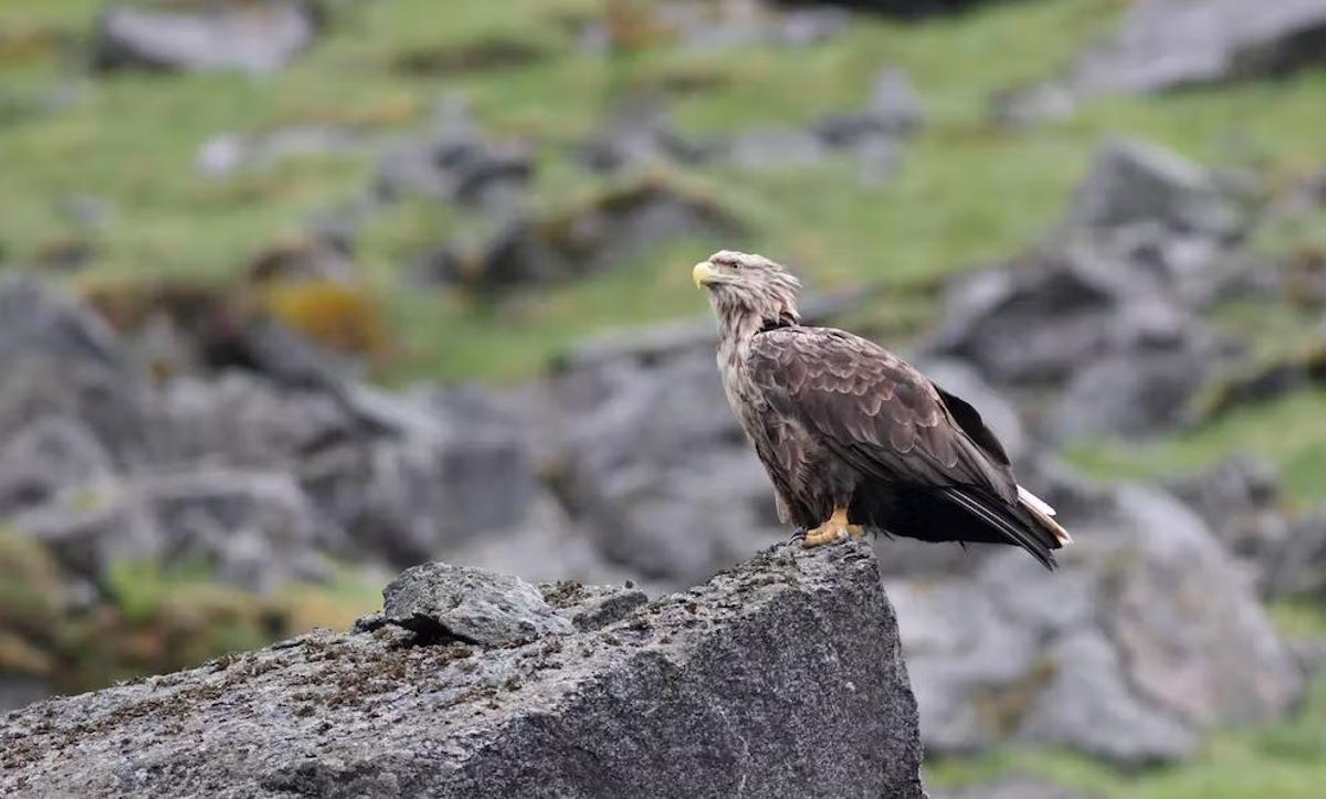 Un ejemplar en las islas Lofoten (Noruega)