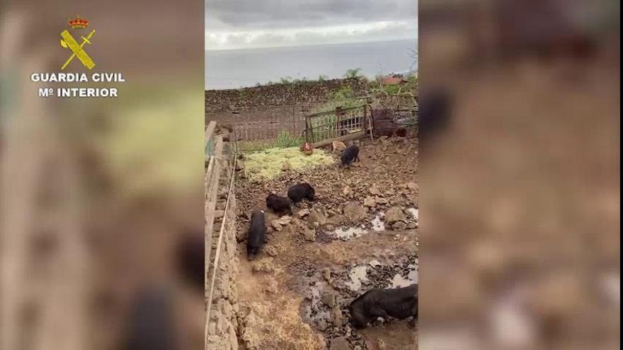 Localizan en una finca agrícola de Tenerife unos cerdos vietnamitas en malas condiciones higiénico-sanitarias