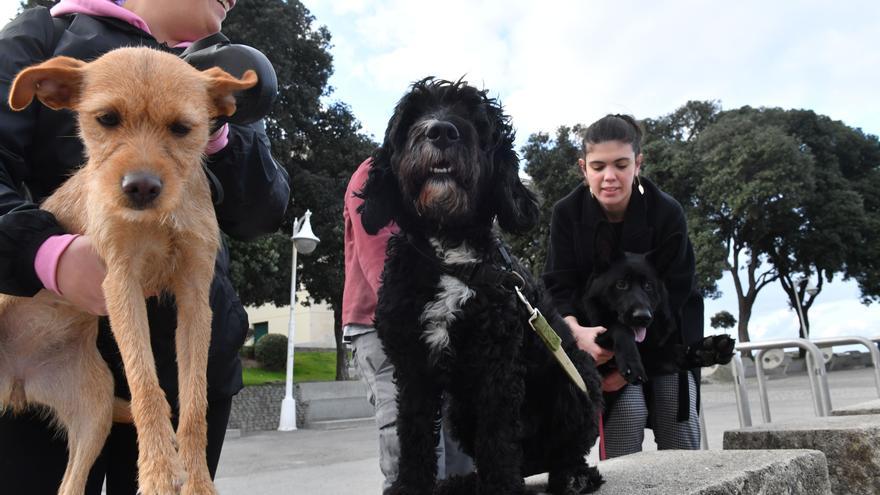 Diez restaurantes para comer con perro en A Coruña