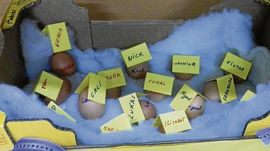 Menores cuidan huevos para aprender a ser responsables - El Periódico Extremadura Menores cuidan huevos para aprender a ser responsables - El Periódico Extremadura