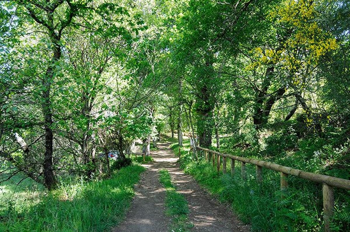 Los mejores bosques de Galicia: realidad que supera a la ficción