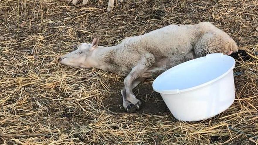 Die Tiere auf dem Anwesen in Port d&#039;Andratx sind in einem erbärmlichen Zustand.