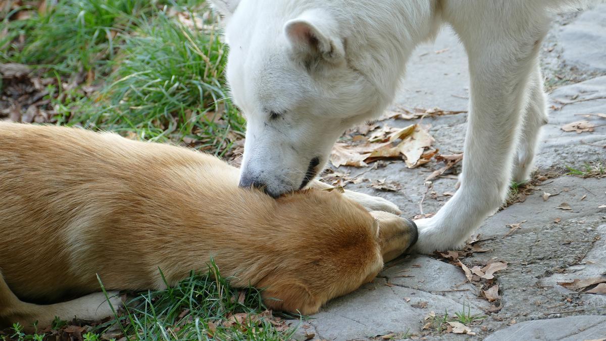 PERROS: ¿Por qué mi perro me lame la cara? No es solo para mostrar cariño