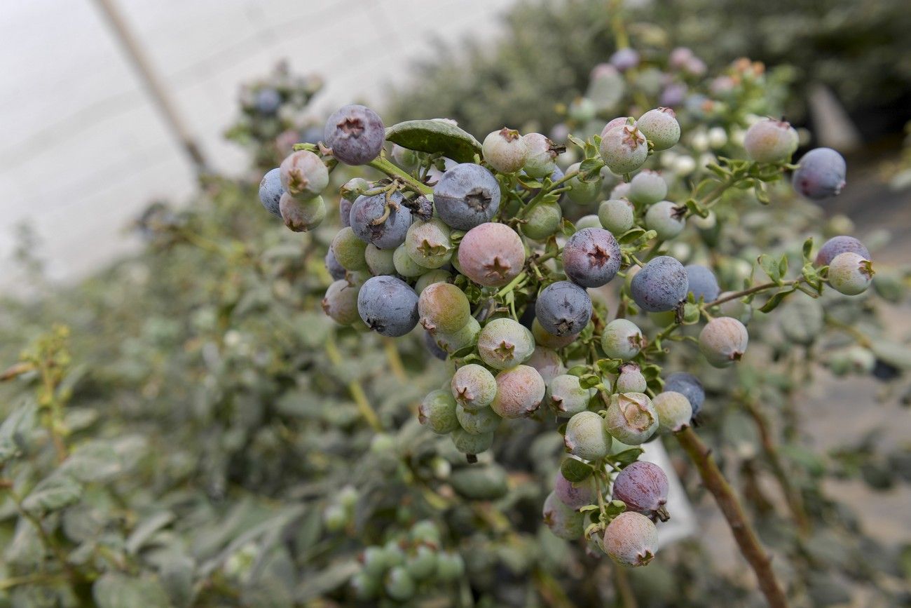 Cultivo de arándanos en Juan Grande