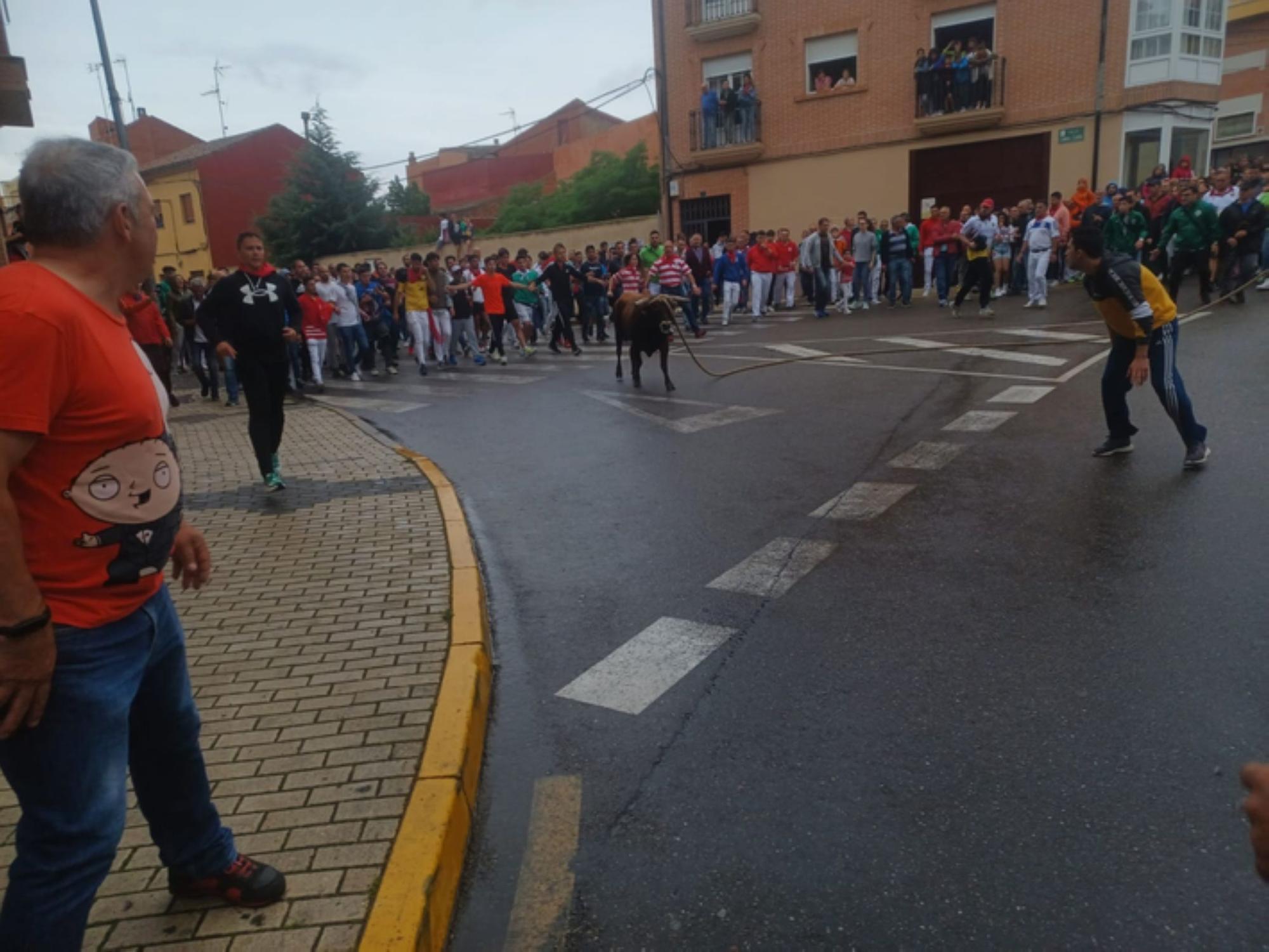 Fiestas del Toro en Benavente: El torito Berrón completa el recorrido en 26 minutos