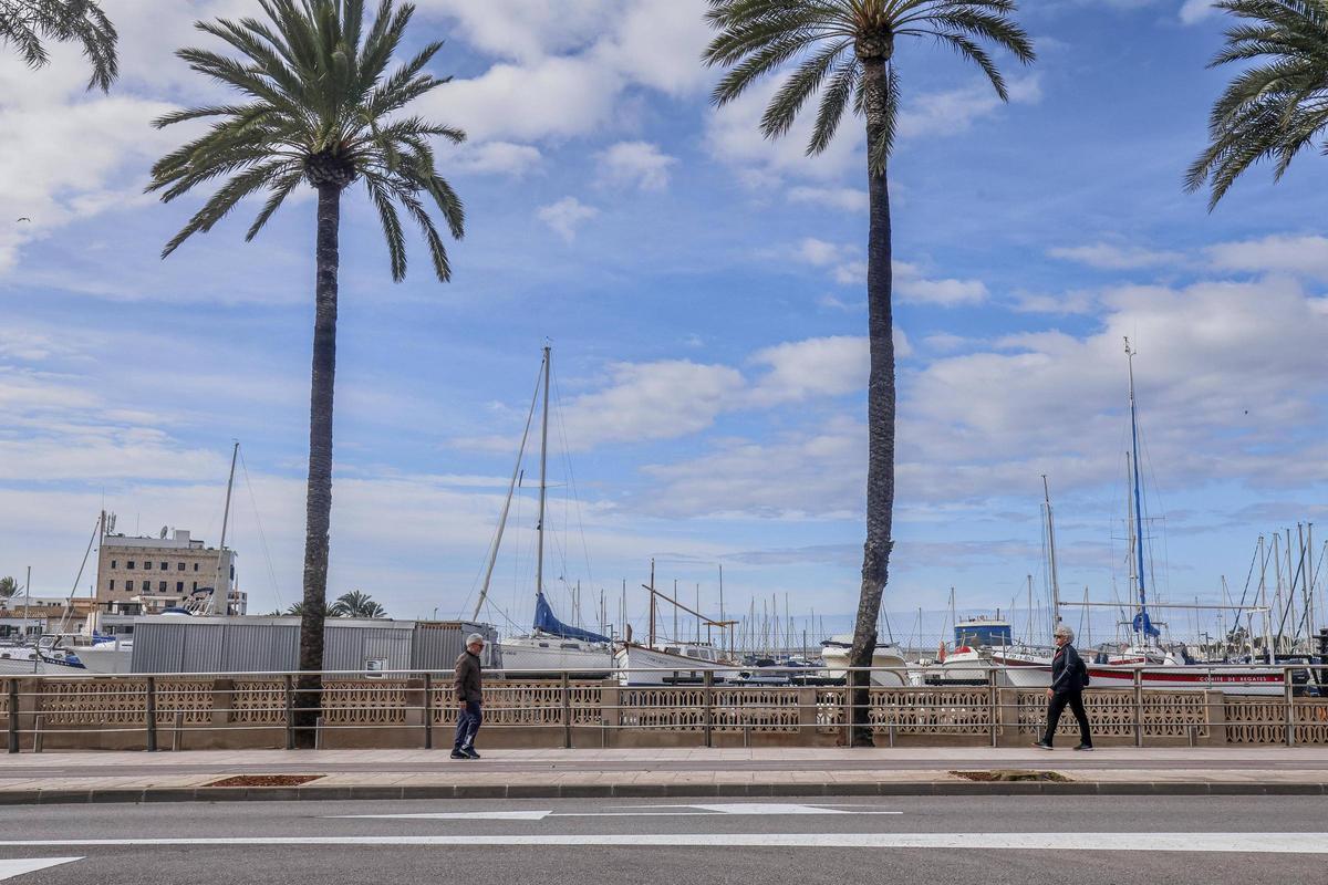 Los árboles eliminados eran de gran porte.