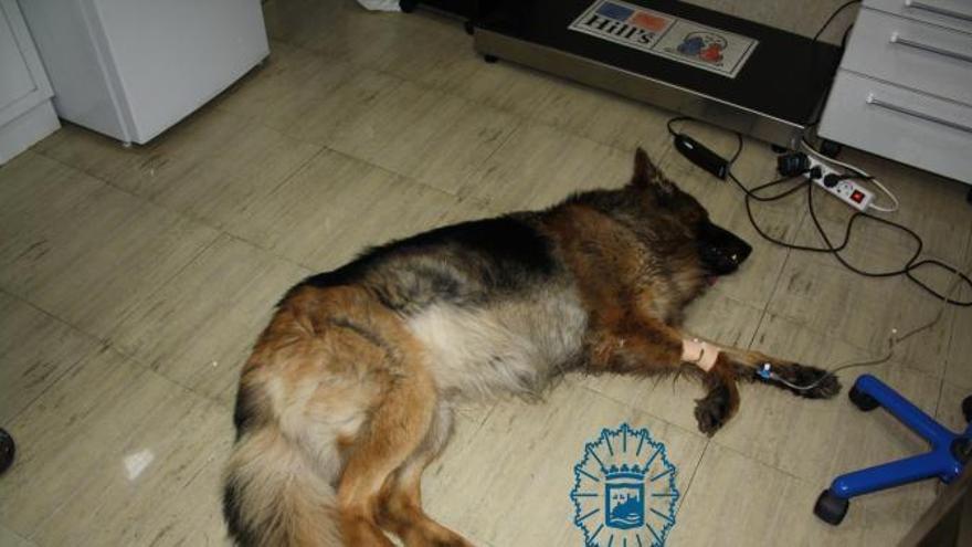 Investigado en Málaga por arrastrar y patear a su perro gravemente enfermo
