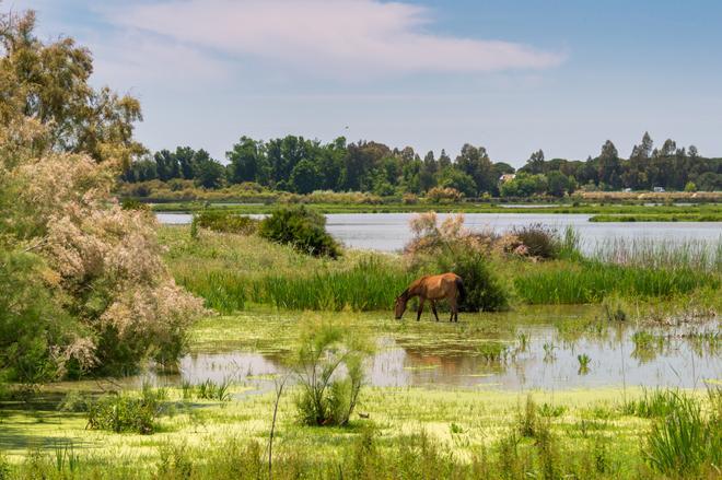 Una ruta a caballo por el mayor humedal de Europa es una experiencia increíble asegurada