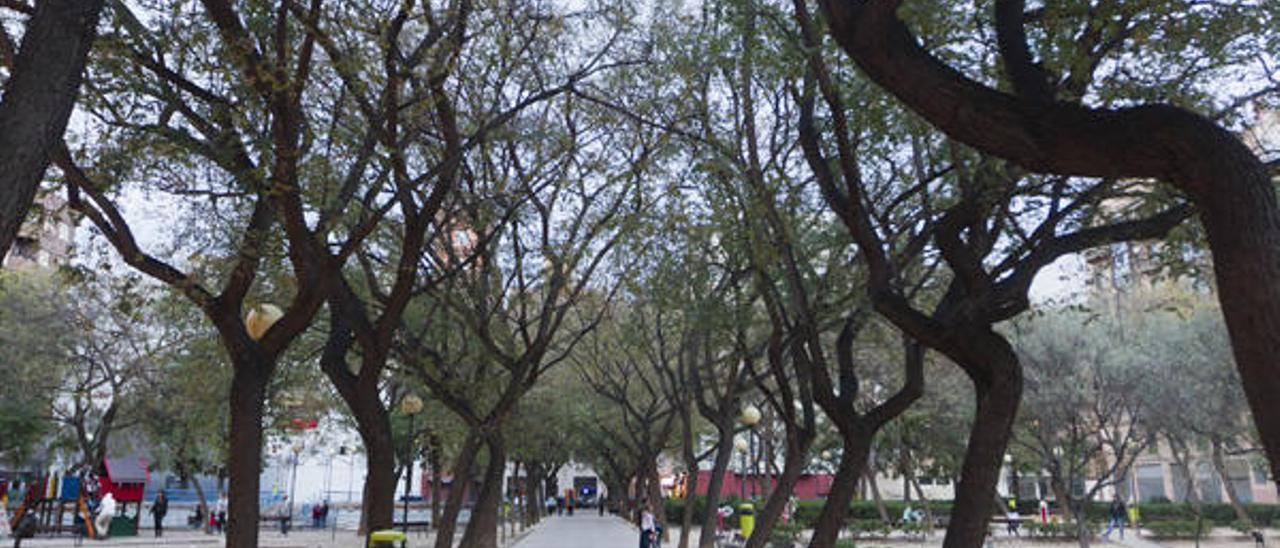 El Botànic advierte del riesgo de caída de árboles en el parque Manuel Granero