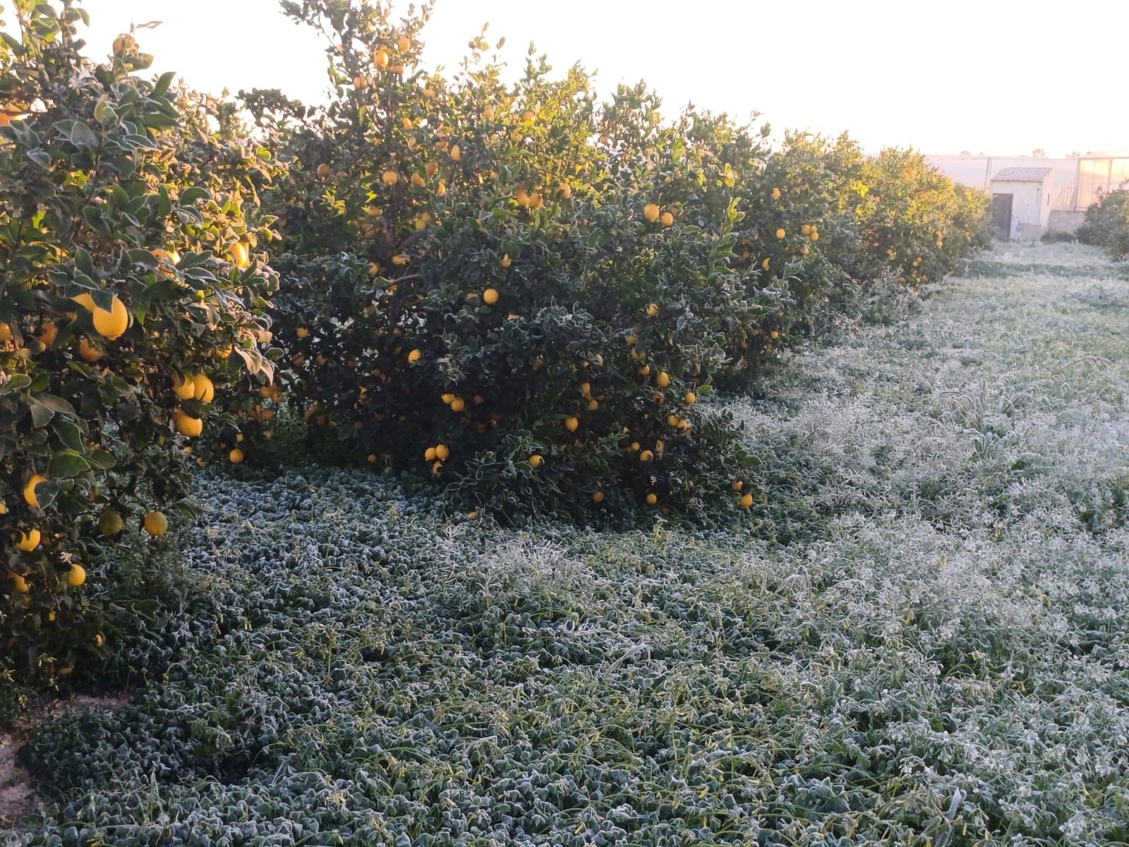 Así han amanecido muchos cultivos de la Vega Baja y el Camp d´Elx: bajo la escarcha