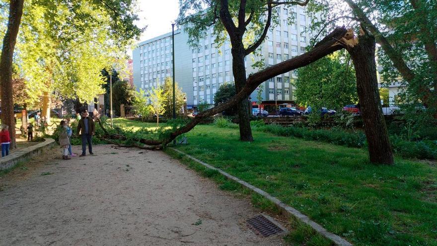 Susto en Castrelos: cae un árbol cerca del parque infantil en hora punta