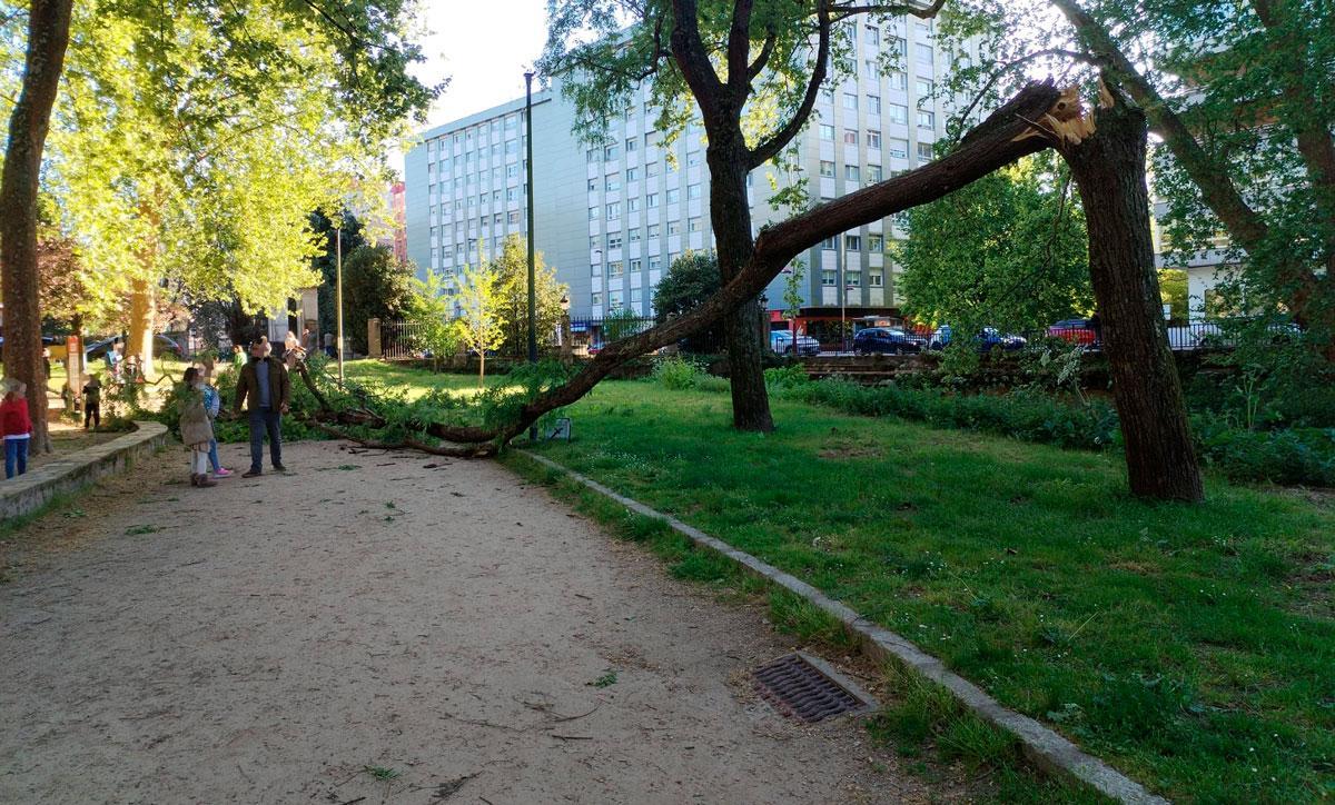 El árbol, partido a unos metros del parque infantil de Castrelos.