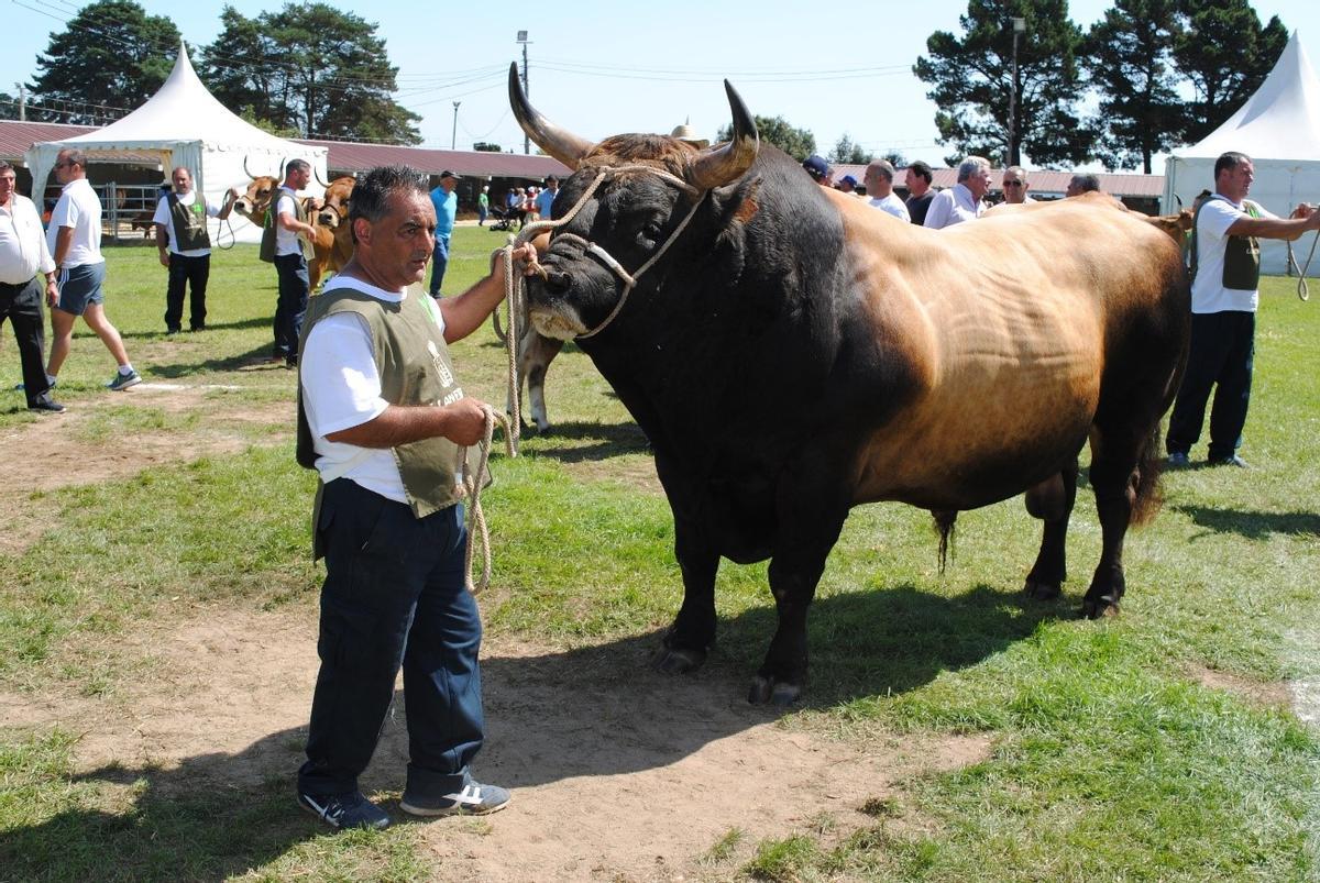 Llanera se prepara para ser a capital de la agricultura ecológica y de las mejores vacas.