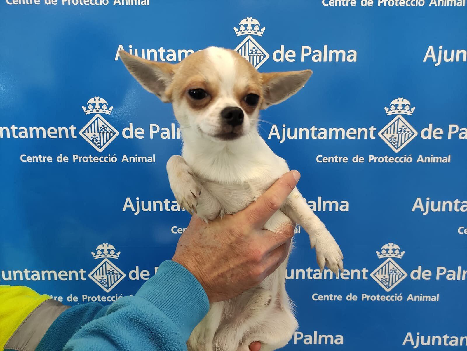 Diese 25 Hunde verschenkt die Stadt Palma de Mallorca