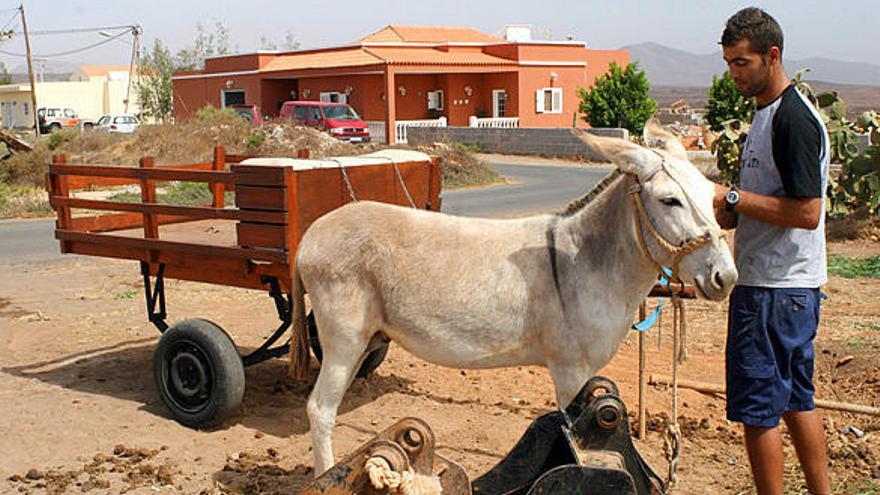 Ejemplar de burro majorero.