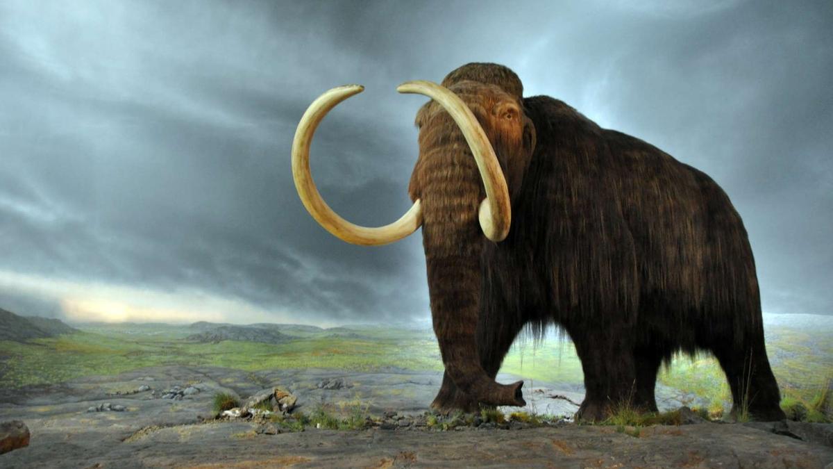 Ya hay fecha para 'resucitar' el mamut: 2028
