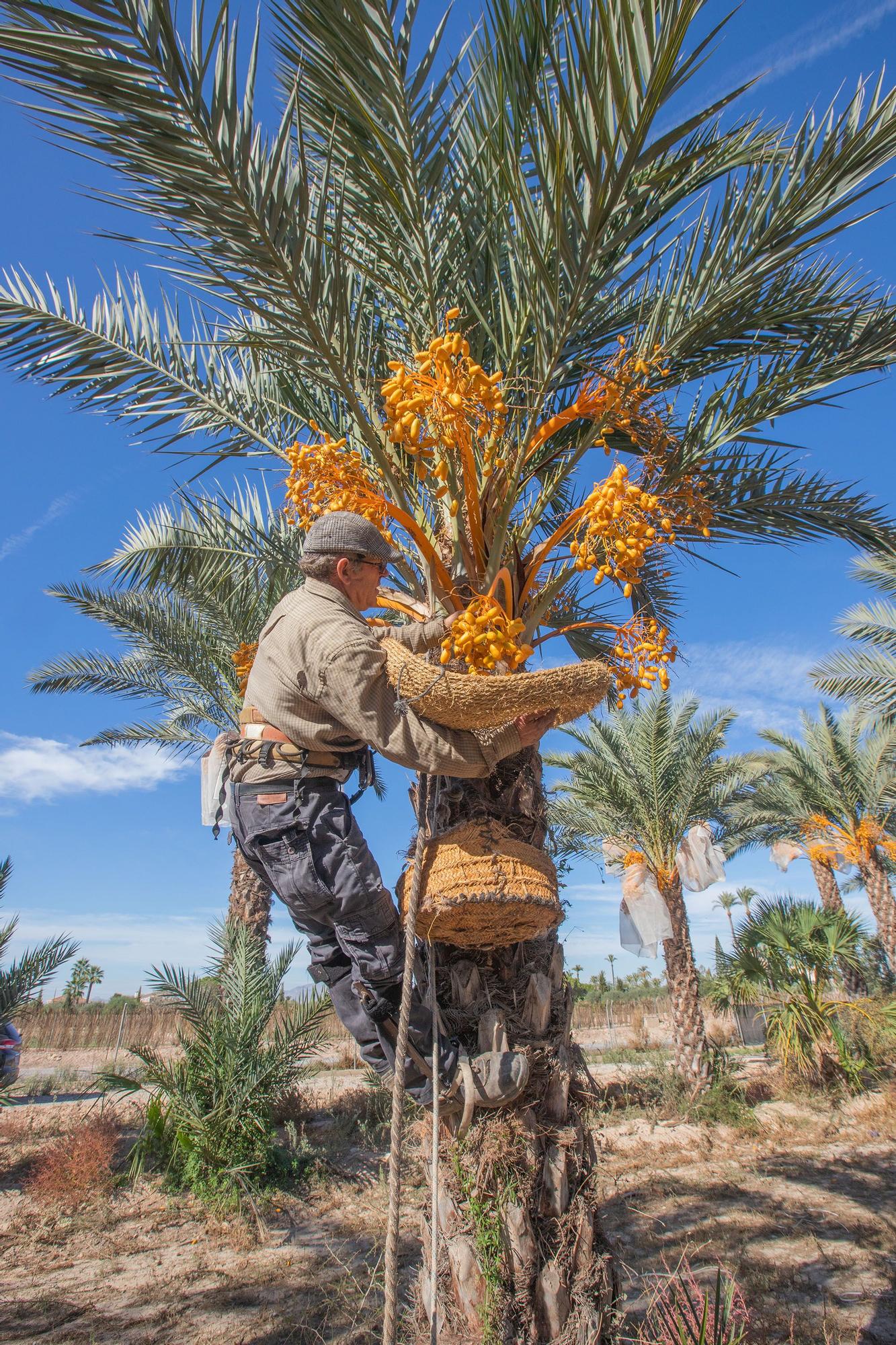 La producción de dátiles «in vitro» cae a la mitad en Elche