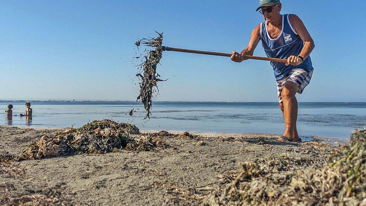 Ángel Pérez retira algas en estado de descomposición en la playa de Punta Brava.