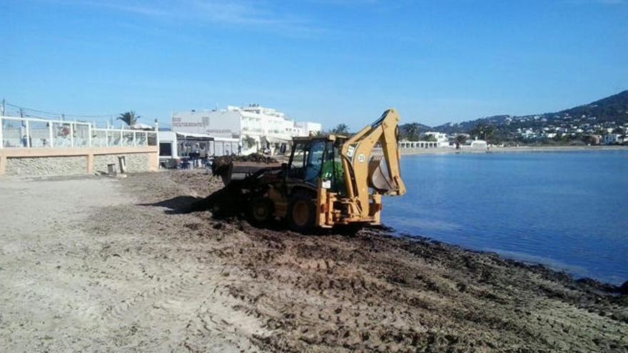 Retirada de posidonia en las playas de Vila