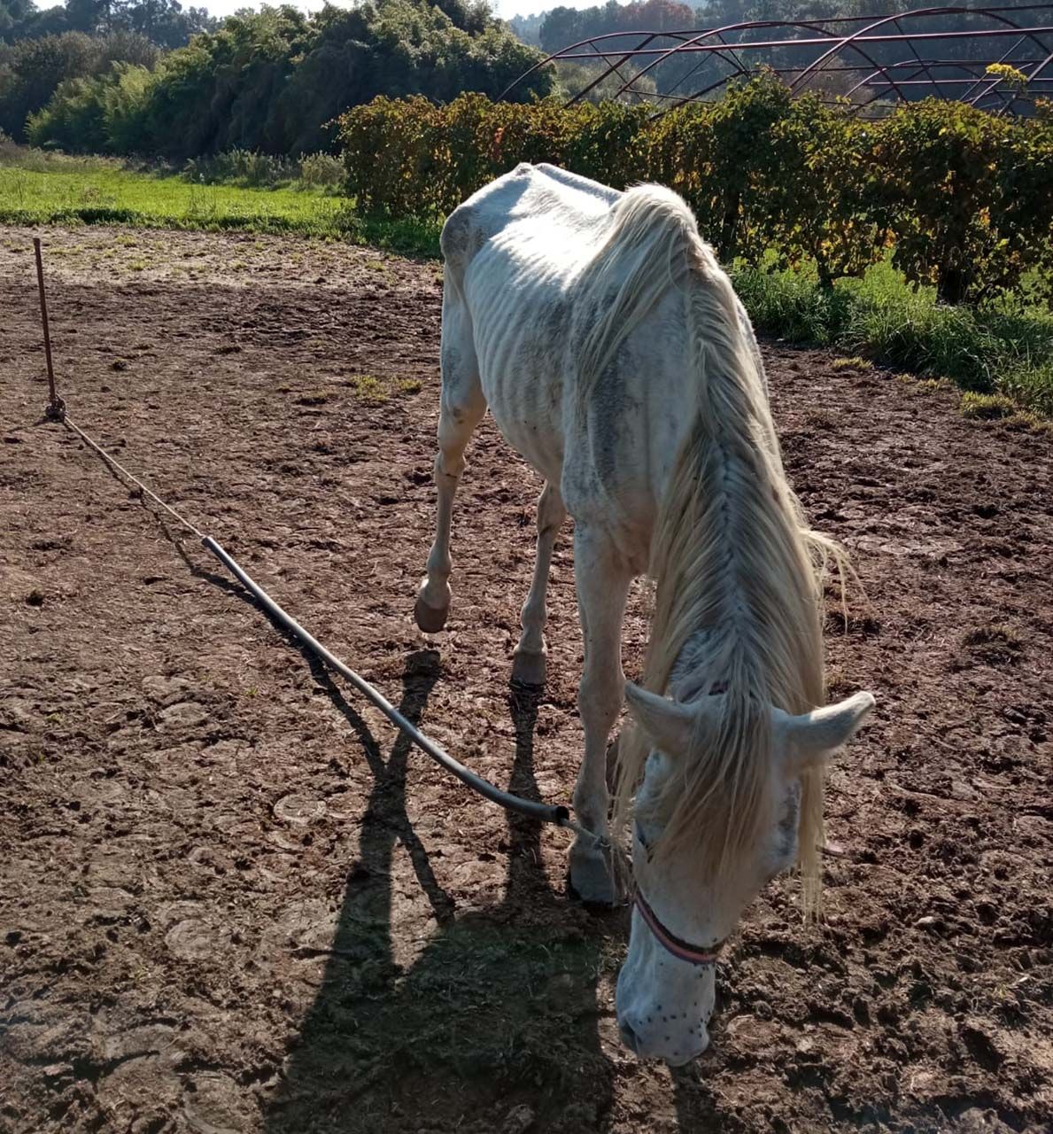 Caballos atado en una finca de Randufe, desnutrido y sin agua