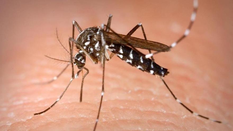 Sanidad identifica brotes de dengue autóctono en Ibiza y hace un aviso de posibles casos entre los meses de mayo y noviembre