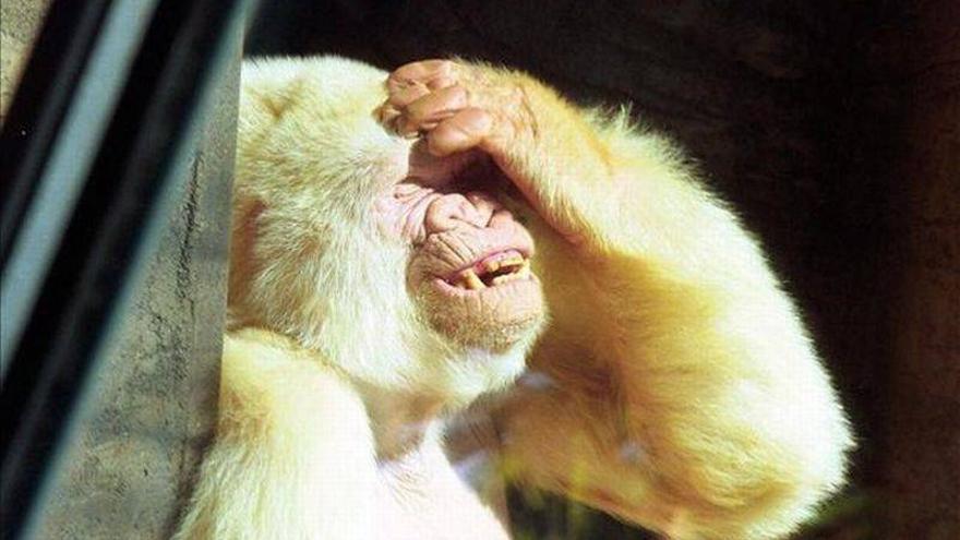 El Zoo de Barcelona recuerda a Copito de Nieve a los 10 años de su muerte